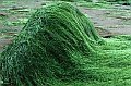 Spirulina